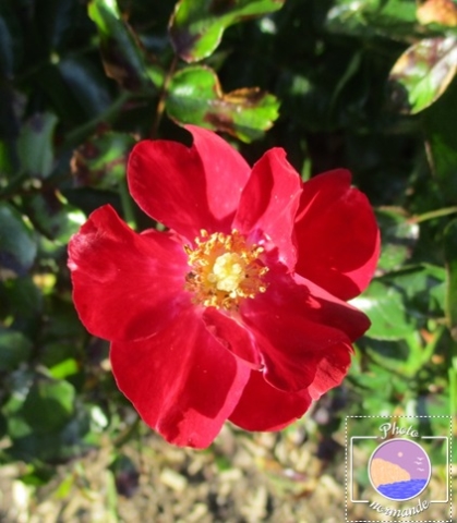 Rosa Gallica