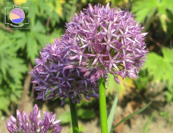 Ail d'ornement - Allium Globemaster