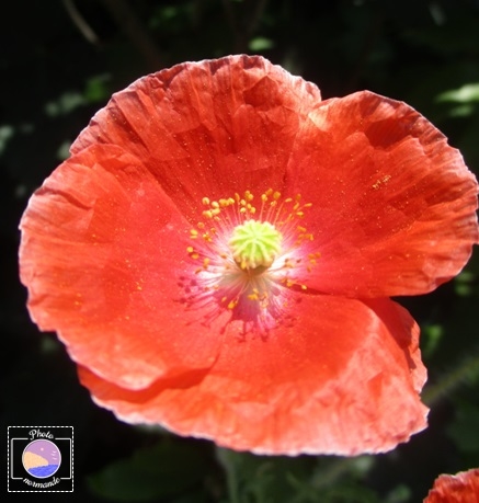 coquelicot à la période estivale