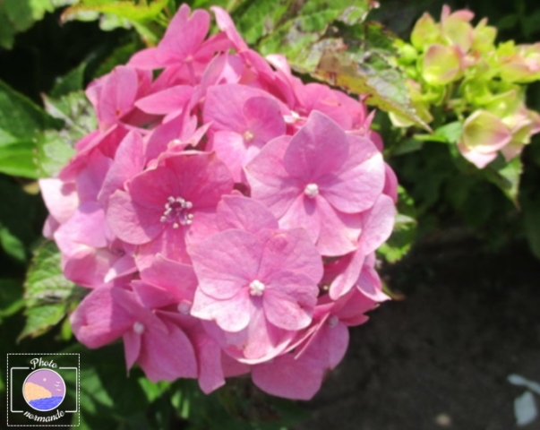 hortensias roses