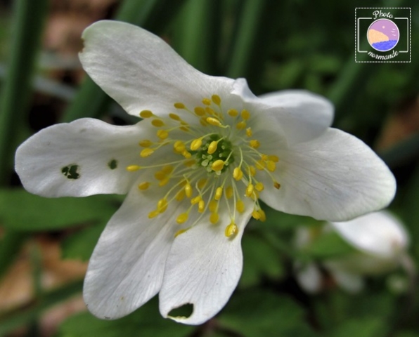 Rosa sempervirens